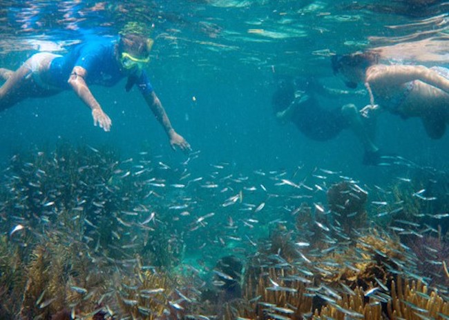 Hannah and her group searching for fish to see among the algae of Cozumel beach.