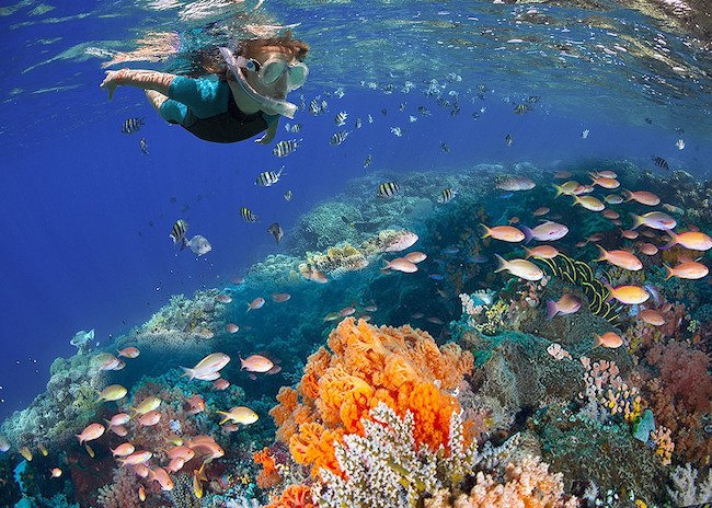 A kid snorkeling through the marine life of the stunning Paradise Reef.